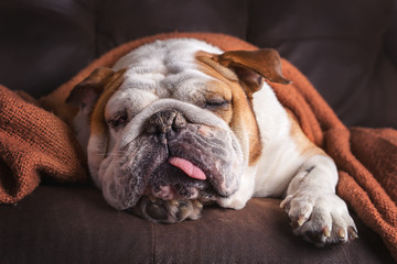English Bulldog dog canine pet on brown leather couch under blanket looking sad bored lonely sick tired exhausted  - 103206195