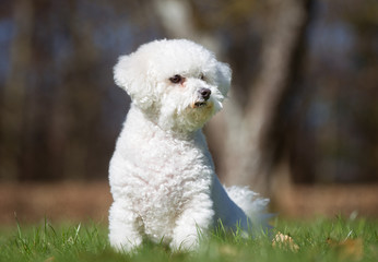 Bichon Frise dog outdoors in nature