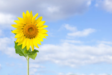 Sunflower on blue sky in garden