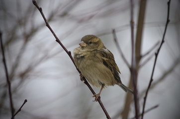 Sparrow - Passer domesticus

