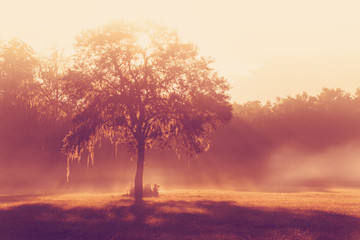 Silhouette of a lone tree in a field early at sunrise or sunset with sun beams mist and fog with a...