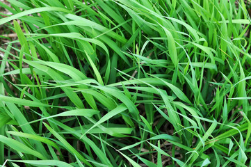 Grass