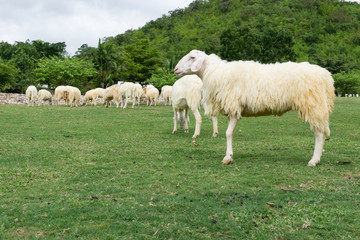 Sheep enjoy eatting in grazing on a green field