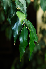 Feigen Baum ficus im regenwald