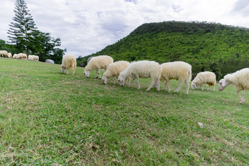 Fototapeta premium Sheep enjoy eatting in grazing on a green field
