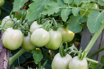 Fresh green tomatoes on the plant. Shallow depth of field