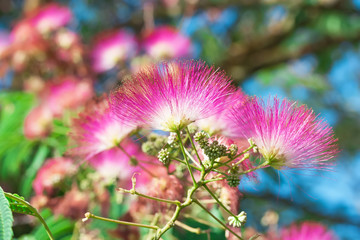Albizia julibrissin with Pink Flowers.