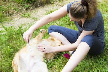 Pretty girl combing dog outdoor