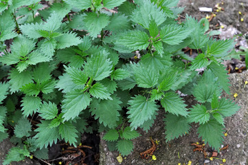 nettles