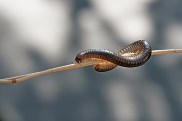 millipedes millipede crawling on the stalk of grass
