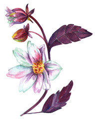 Watercolor drawing of dahlia flower, vintage style