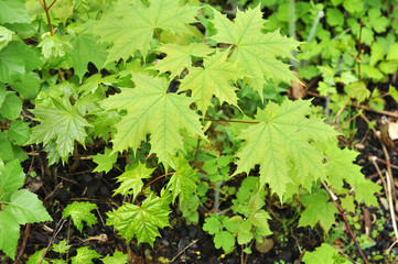 fresh green leaves of maple