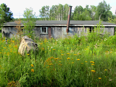 Abandoned long shack with overgrown weeds and yellow flowers - landscape color photo