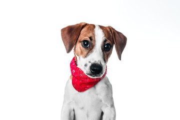 Puppy Jack Russell terrier in a red bandana