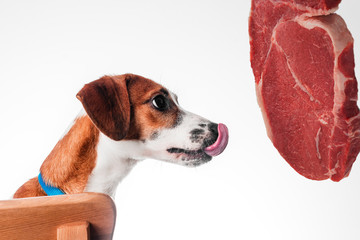 Jack Russell Terrier to eat meat