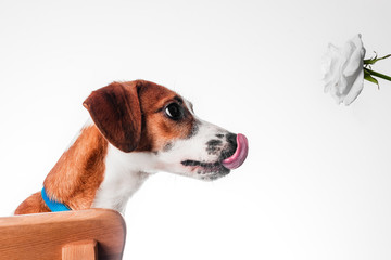 Puppy Jack Russell Terrier and a rose