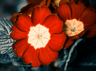 red garden flowers background