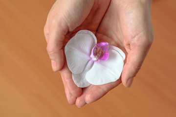 Girl holds in her hands the flower orchid