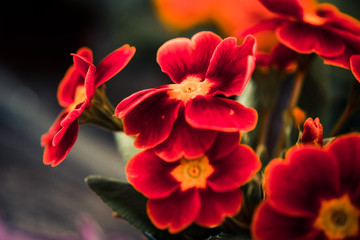 red garden flowers at abstract background