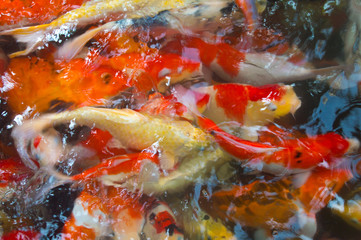Obraz na płótnie Canvas Koi fish in ripple water