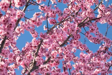 Photo sur Plexiglas Fleur de cerisier Cerisier en fleurs