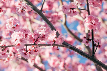 Blossoming cherry tree