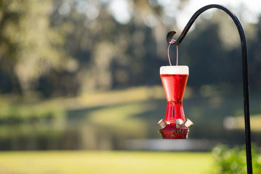 Hummingbird Feeder Without Birds Full Of Red Nectar With Bees On The Bottom In The Sunlight