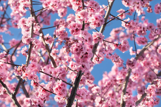 Blossoming cherry tree
