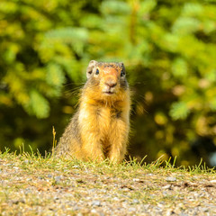 Naklejka na ściany i meble Ground squirrel at the Lake Two Jacks in Banff, Canada.