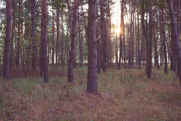 vintage forest background