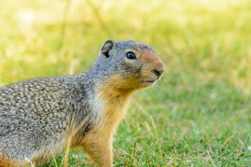Ground squirrel at the Lake Two Jacks in Banff, Canada.