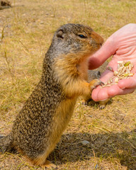 Feeding ground squirrel at the Lightning Lake in Manning Park, British Columbia, Canada.