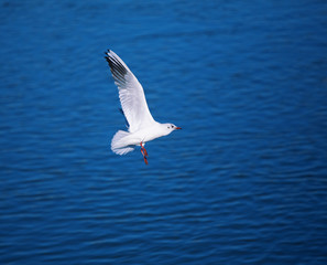 Fototapeta na wymiar beautiful seagull flying on a background of water