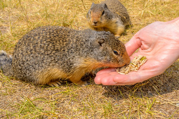 Feeding ground squirrel at the Lightning Lake in Manning Park, British Columbia, Canada.