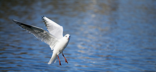 beautiful seagull flying on a background of water