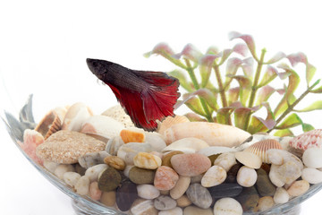 Siamese fighting fish in fish bowl