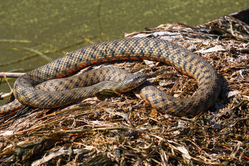 Snake basks in the sun on the beach. Animal