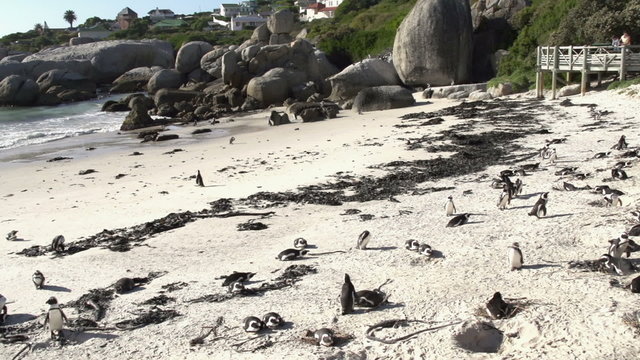 Panning shot of African penguins with mother and child watching in the background, Boulders Beach, Cape Town,South Africa