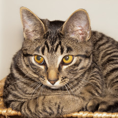 Tuby cat looking seriously.