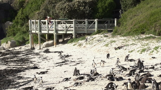 Mother and child looking at African penguins,Boulders Beach, Cape Town,South Africa