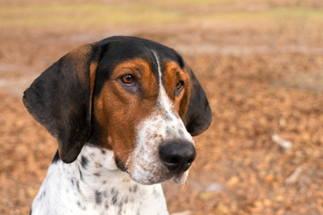 Treeing Walker Coonhound hound dog looking expectantly begging waiting watching staring sitting listening thinking obediently with ears forward