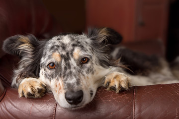 Border collie Australian shepherd dog on brown leather couch armchair looking happy comfortable lounging on furniture waiting watching curious cute uncertain with paws next to face - 103212795