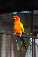 sun parakeet or sun conure (Aratinga solstitialis)