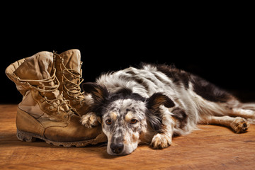 Border collie Australian shepherd dog canine pet lying on tan veteran military combat work construction boots looking sad in mourning depressed abandoned alone bereaved worried heartbroken - 103212978