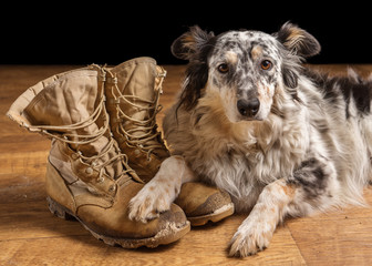 Border collie Australian shepherd dog canine pet lying on tan veteran military combat work construction boots looking sad in mourning depressed abandoned alone bereaved worried heartbroken