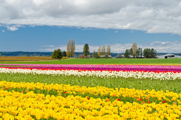 Field of tulips at Skagit, Washington State, America.