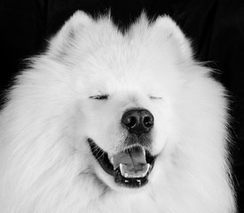 Funny ‘laughing’ Samoyed dog (in black and white, vintage style)
