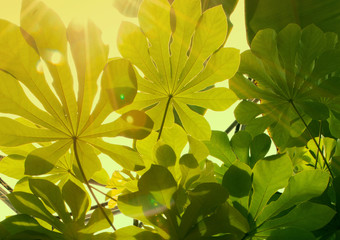 Sun shining through green exotic leaves
