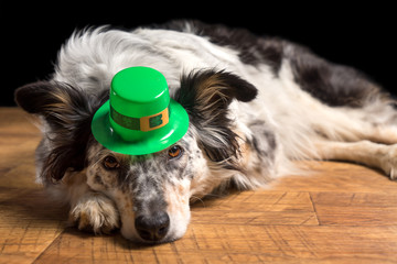 Border collie Australian shepherd dog pet wearing green Irish leprachaun saint patrick day hat costume while lying on wooden floor looking mischievous guilty  - 103214316