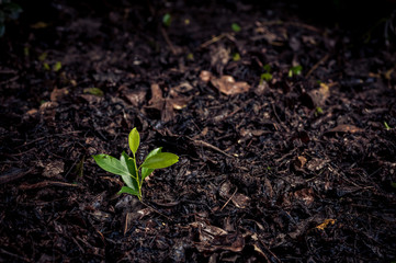 Young plant growing on soil